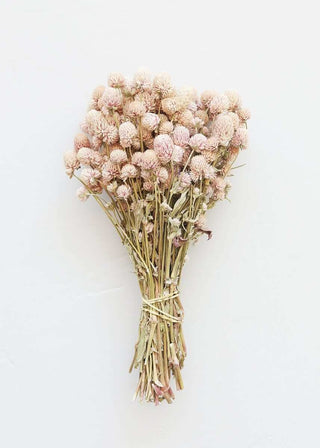 Air-Dried Globe Amaranth in Pink - 14-18"