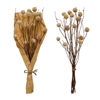 Dried Natural Globe Thistle Bunch in cream